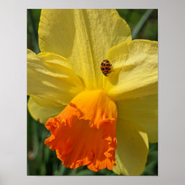 Lieveheersbeestje op gele narcis bloem poster