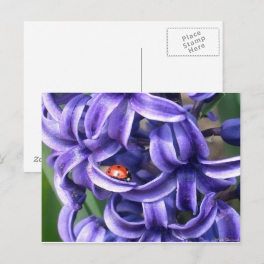 Lieveheersbeestje op Hyacint Briefkaart (Voorkant / Achterkant)