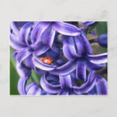 Lieveheersbeestje op Hyacint Briefkaart (Voorkant)