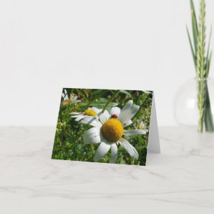 Lieveheersbeestje op margriet in de natuur. bedankkaart