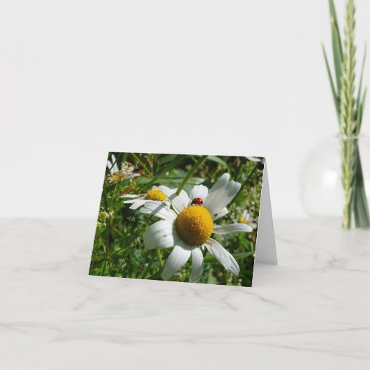 Lieveheersbeestje op margriet in de natuur. bedankkaart (Voorkant)