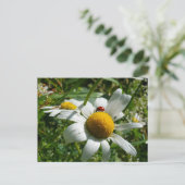 Lieveheersbeestje op margriet in de natuur. briefkaart (Staand voorkant)