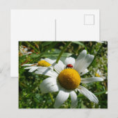 Lieveheersbeestje op margriet in de natuur. briefkaart (Voorkant / Achterkant)