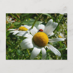 Lieveheersbeestje op margriet in de natuur. briefkaart