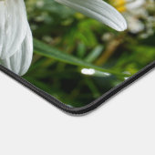 Lieveheersbeestje op margriet in de natuur. bureaumat (Hoek)