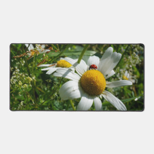 Lieveheersbeestje op margriet in de natuur. bureaumat