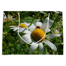 Lieveheersbeestje op margriet in de natuur. groot cadeauzakje