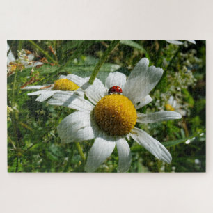 Lieveheersbeestje op margriet in de natuur. legpuzzel