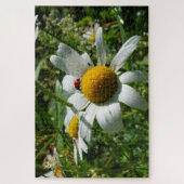 Lieveheersbeestje op margriet in de natuur. legpuzzel (Verticaal)