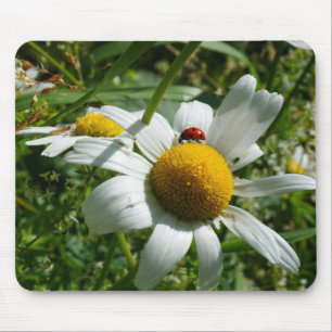 Lieveheersbeestje op margriet in de natuur. muismat