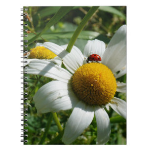 Lieveheersbeestje op margriet in de natuur. notitieboek