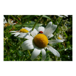 Lieveheersbeestje op margriet in de natuur. perfect poster