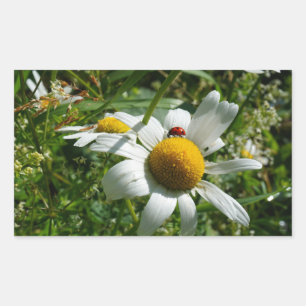 Lieveheersbeestje op margriet in de natuur. rechthoekige sticker