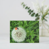 Lieveheersbeestje op paardenbloem briefkaart (Staand voorkant)