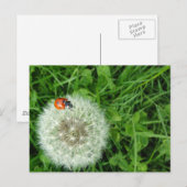 Lieveheersbeestje op paardenbloem briefkaart (Voorkant / Achterkant)