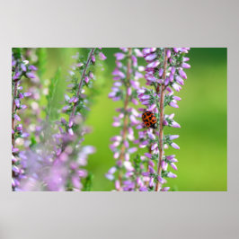 Lieveheersbeestje op paarse bloemen poster