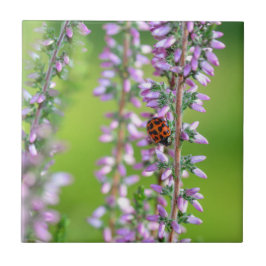 Lieveheersbeestje op paarse bloemen    tegeltje