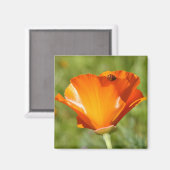 Lieveheersbeestje op Poppy Magnet (Voorkant / Achterkant)