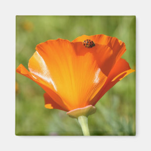 Lieveheersbeestje op Poppy Magnet
