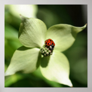 Lieveheersbeestje op witte bloem van de kornoelje poster