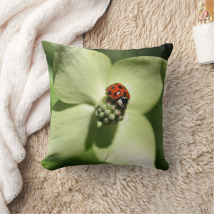Lieveheersbeestje Op Witte Dogwood Bloem Kussen