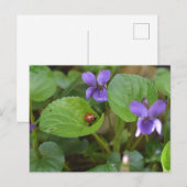 Lieveheersbeestje op zoete viooltjesbloemen briefkaart (Voorkant / Achterkant)