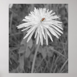 Lieveheersbeestje Poster