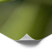 lieveheersbeestje poster (Hoek)