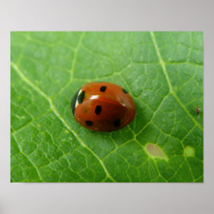 Lieveheersbeestje Poster