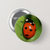 Lieveheersbeestje Ronde Button 5,7 Cm (Voorkant /achterkant)