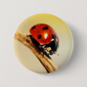 Lieveheersbeestje Ronde Button 5,7 Cm (Voorkant)