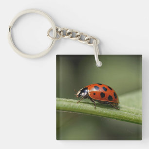 lieveheersbeestje sleutelhanger