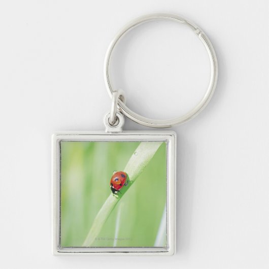 Lieveheersbeestje Sleutelhanger (Voorkant)