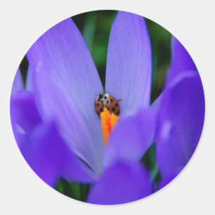 Lieveheersbeestje Sticker
