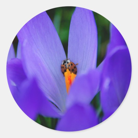 Lieveheersbeestje Sticker (Voorkant)