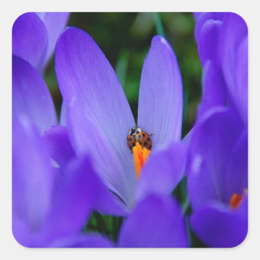 Lieveheersbeestje Sticker (Voorkant)