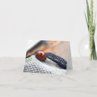 Lieveheersbeestje symbool tegen geweld.