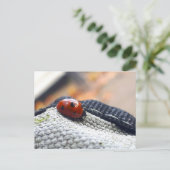 Lieveheersbeestje symbool tegen geweld. briefkaart (Staand voorkant)