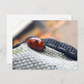 Lieveheersbeestje symbool tegen geweld. briefkaart (Voorkant / Achterkant)