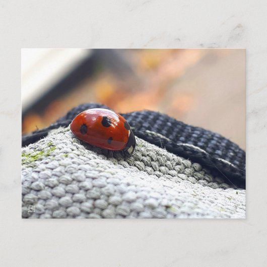 Lieveheersbeestje symbool tegen geweld. briefkaart (Voorkant)