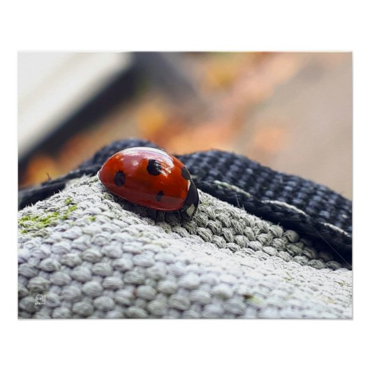 Lieveheersbeestje symbool tegen geweld. perfect poster (Voorkant)