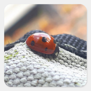 Lieveheersbeestje symbool tegen geweld. vierkante sticker