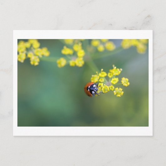lieveheersbeestje van voren briefkaart (Voorkant)