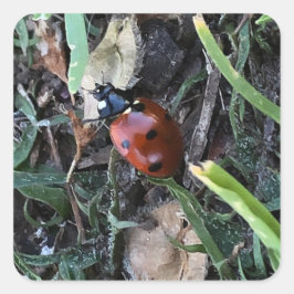 Lieveheersbeestje Vierkante Sticker