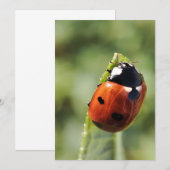 Lieveheersbeestje voor elke gelegenheid kaart (Voorkant / Achterkant)