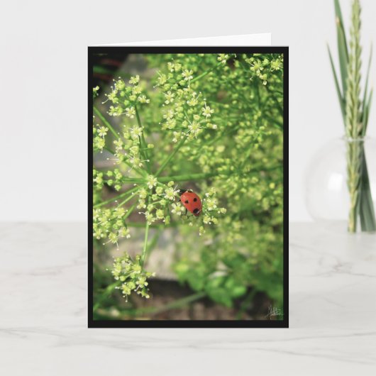 Lieveheersbeestje [Wenskaart] Kaart (Voorkant)