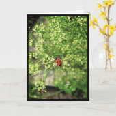 Lieveheersbeestje [Wenskaart] Kaart (Gele Bloem)