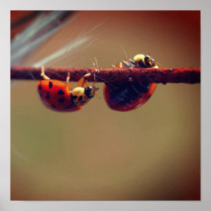 Lieveheersbeestjes Balanceren Close Up Poster