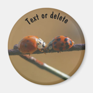 Lieveheersbeestjes in de natuur gepersonaliseerd magneet
