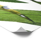 Lieveheersbeestjes: madeliefje achtergrond waterve poster (Hoek)